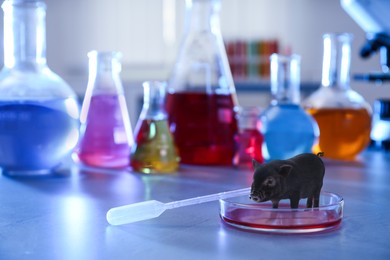 Small pig in Petri dish on laboratory table. Cultured meat concept