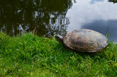 Photo of Cute turtle on green grass near river, space for text