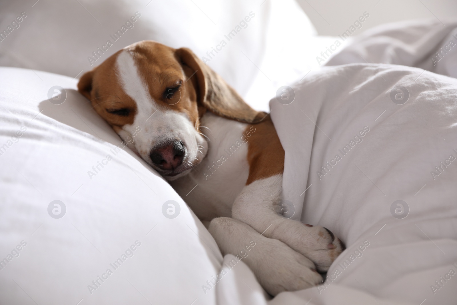 Photo of Cute Beagle puppy sleeping in bed. Adorable pet