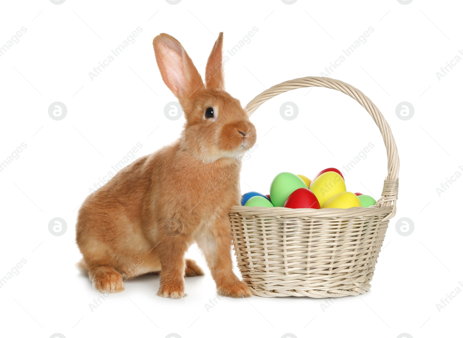 Photo of Adorable furry Easter bunny near wicker basket with dyed eggs on white background