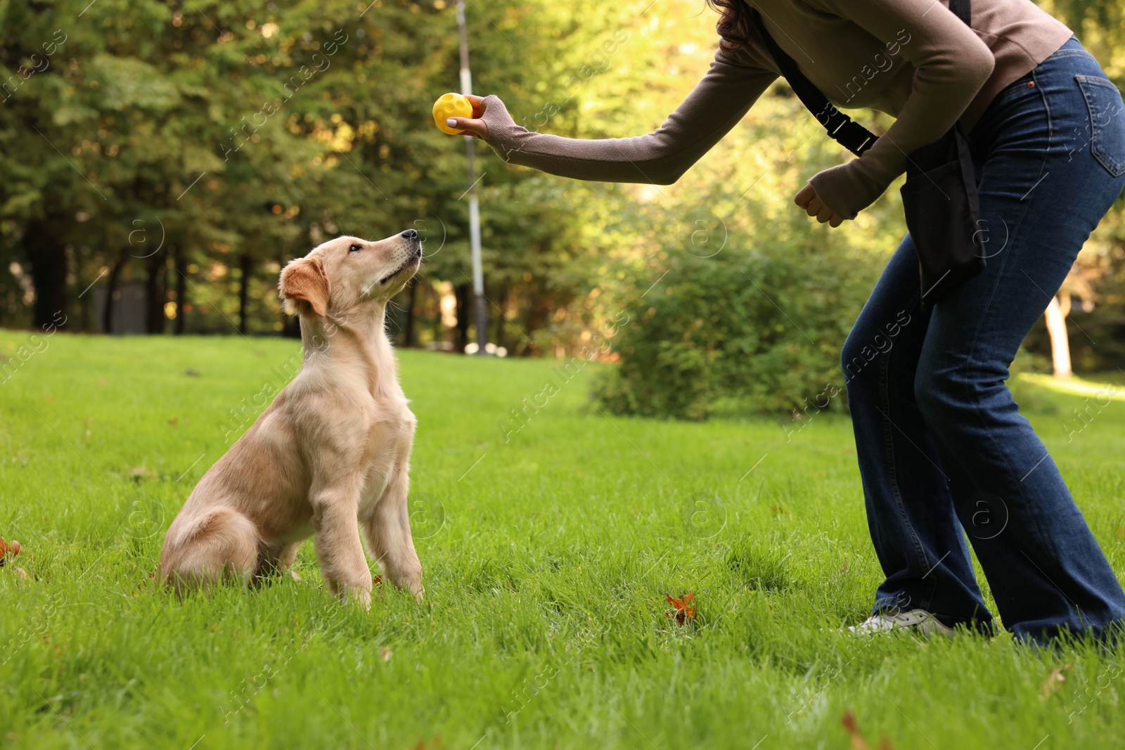 Photo of Woman playing with adorable Labrador Retriever puppy on green grass in park, closeup