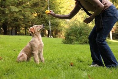 Woman playing with adorable Labrador Retriever puppy on green grass in park, closeup