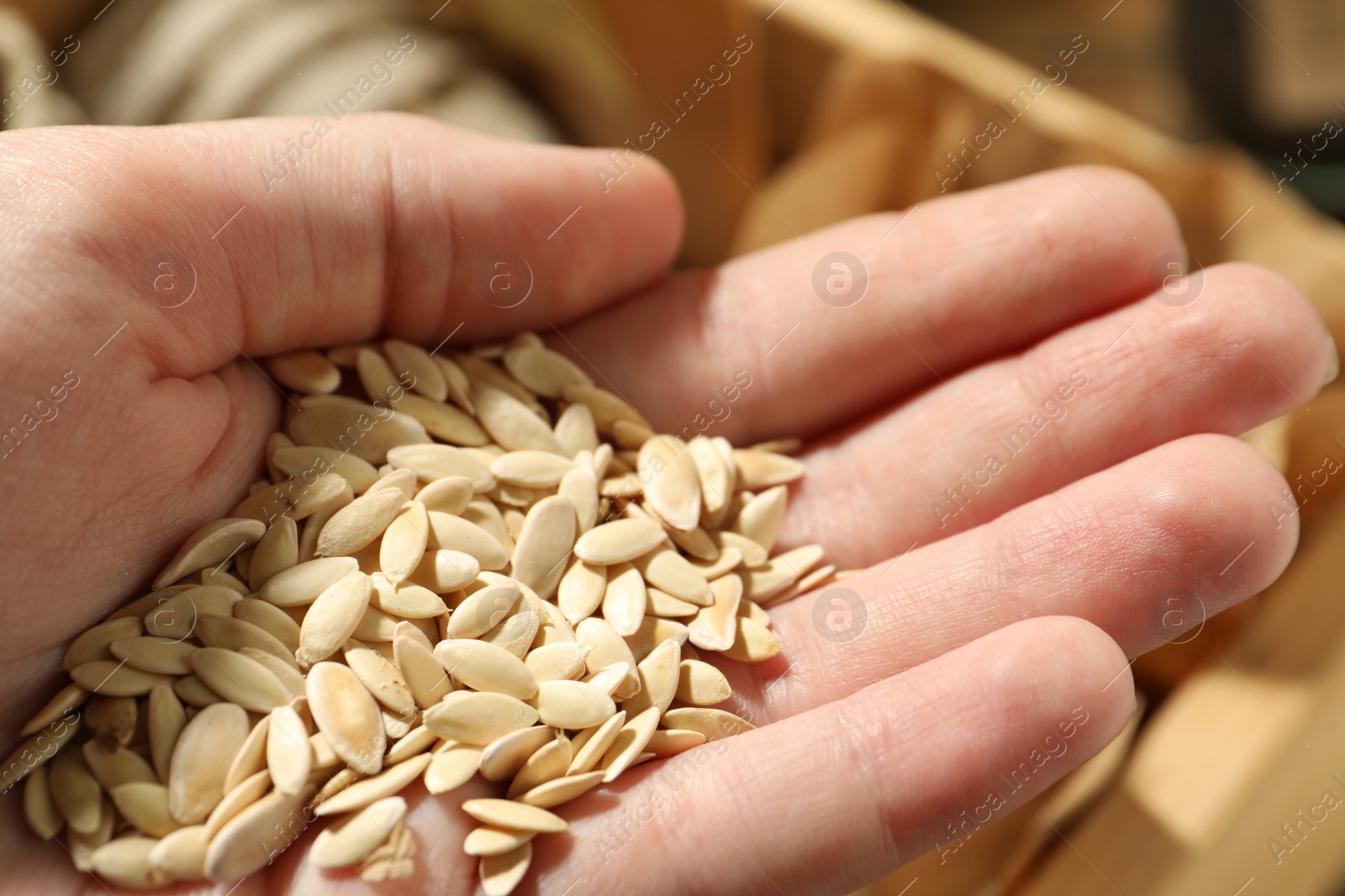 Photo of Woman holding pile of cucumber seeds, closeup. Vegetable planting