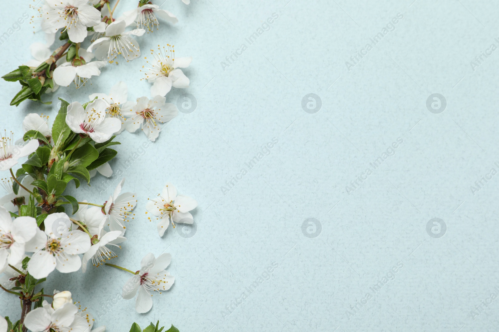 Photo of Blossoming spring tree branches as border on light background, flat lay. Space for text