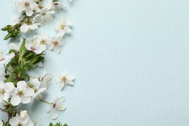 Blossoming spring tree branches as border on light background, flat lay. Space for text