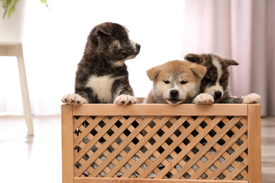 Photo of Akita inu puppies in wooden crate indoors. Lovely dogs