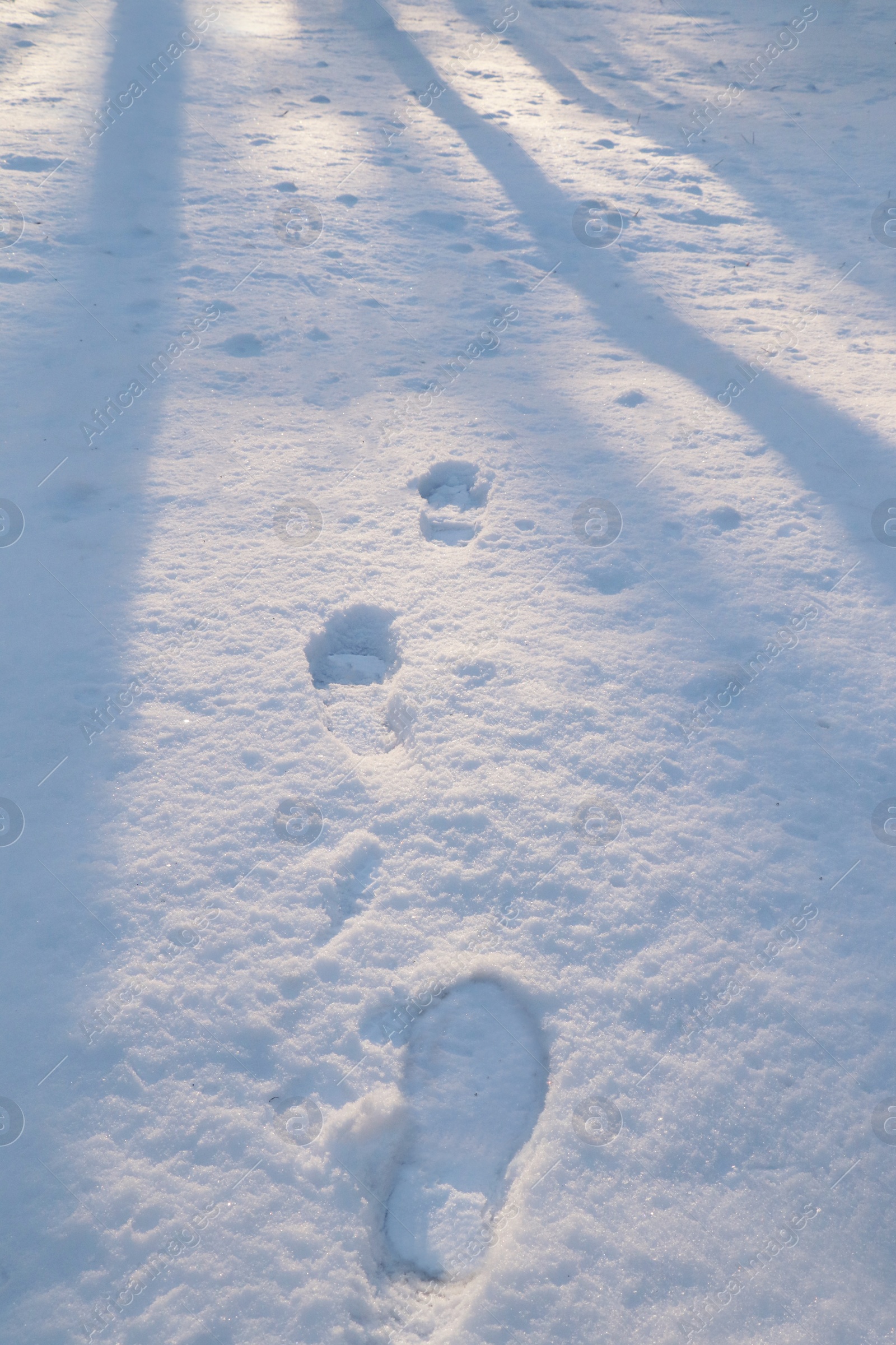 Photo of Footprints in snowy winter forest at sunrise