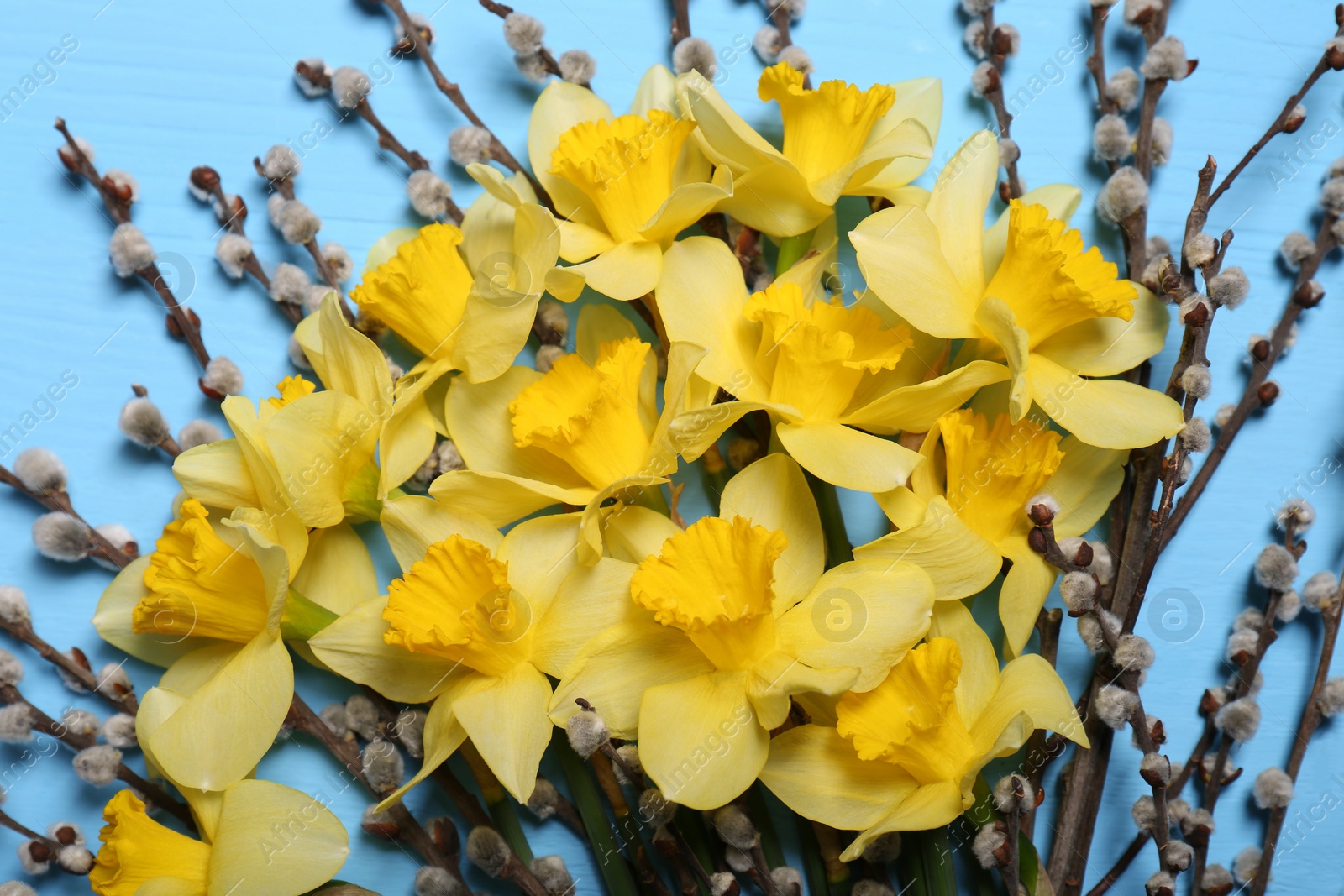 Photo of Bouquet of beautiful yellow daffodils and willow flowers on light blue wooden table, top view