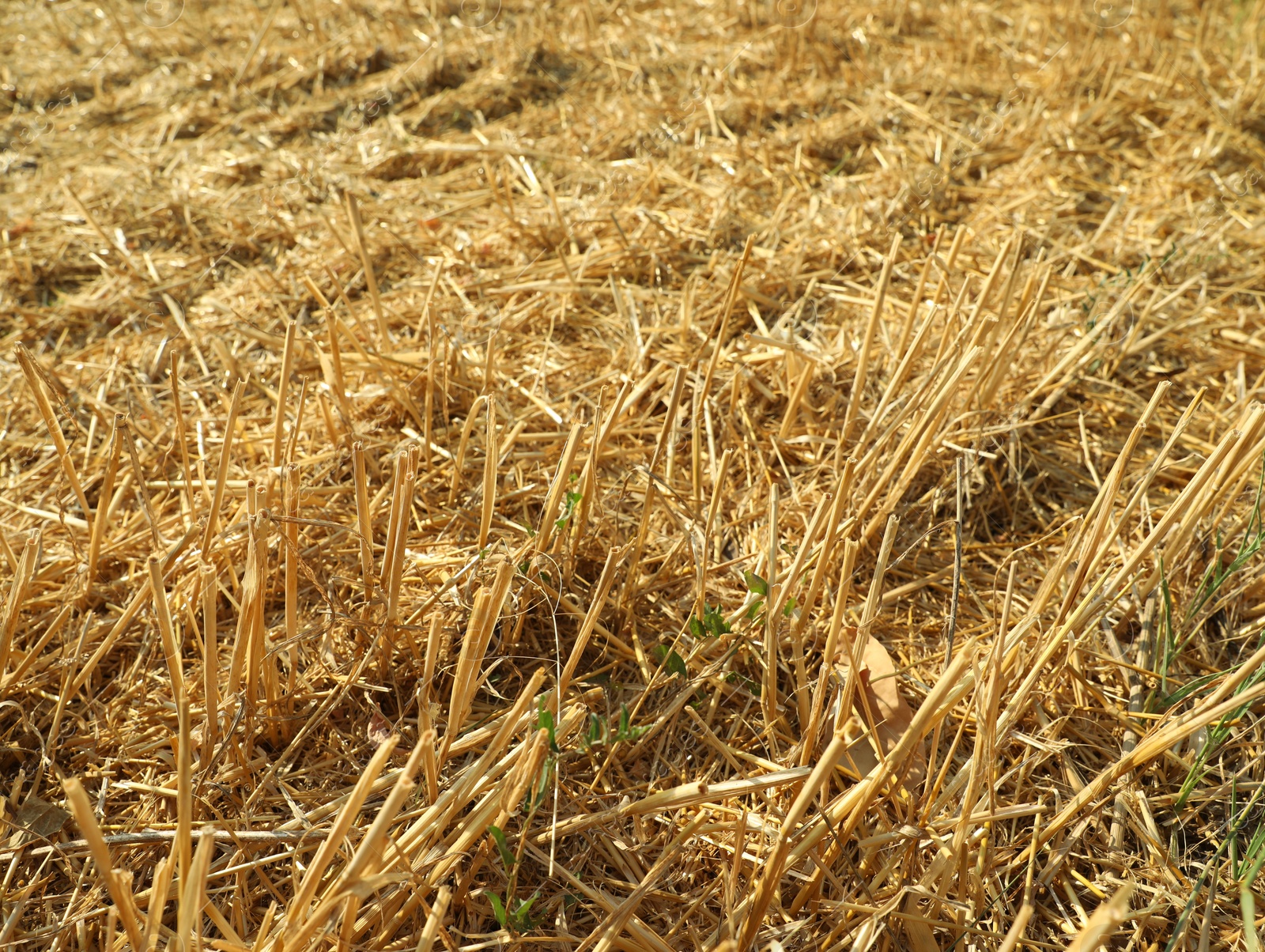 Photo of Mowed agriculture field outdoors on sunny day. Agricultural industry