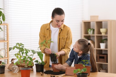 Photo of Mother and daughter planting seedlings into pots together at wooden table in room