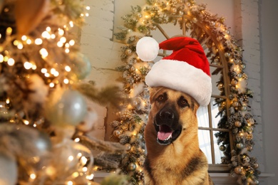 Cute German shepherd dog with Santa hat in room decorated for Christmas on background
