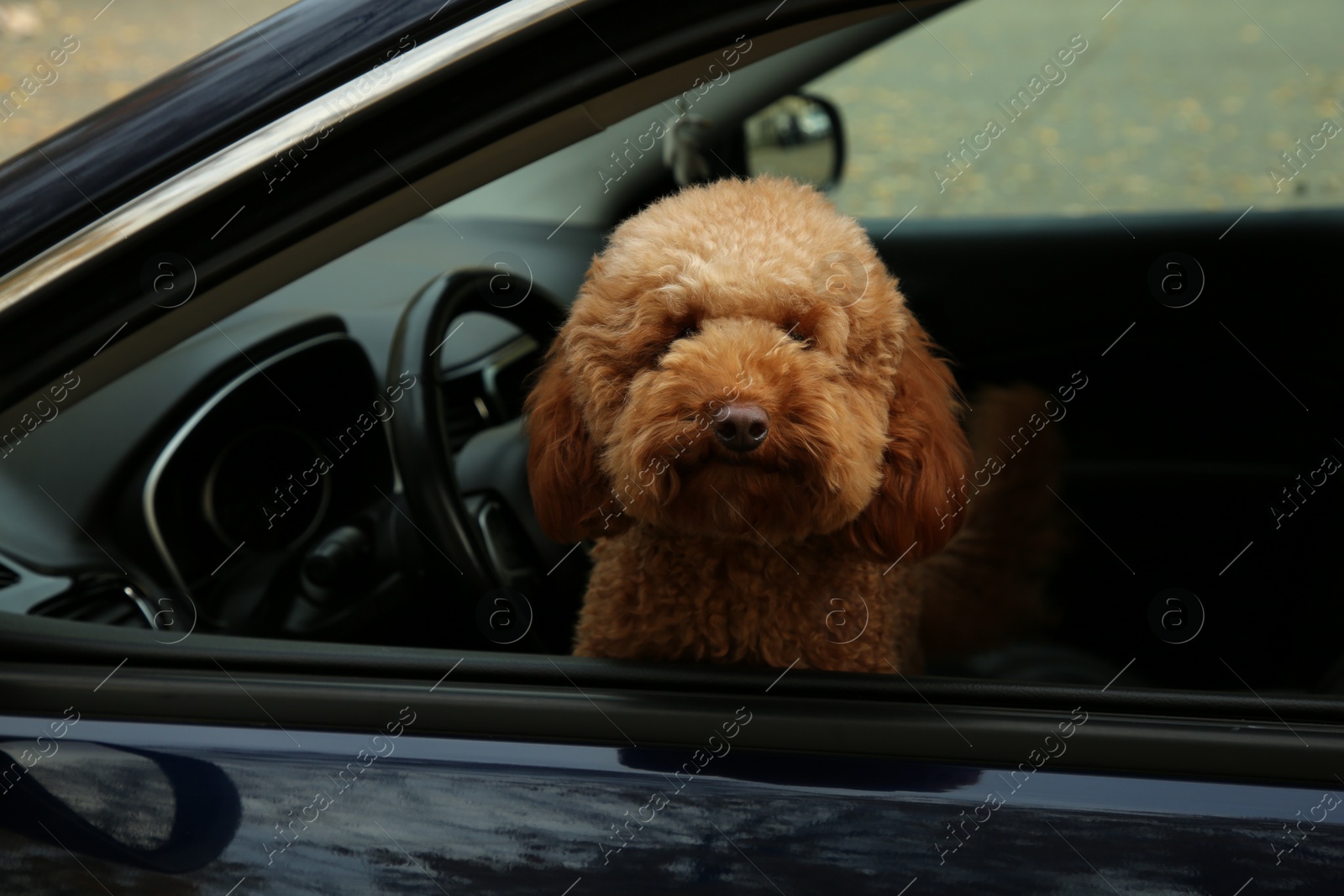 Photo of Cute dog inside black car, view from outside