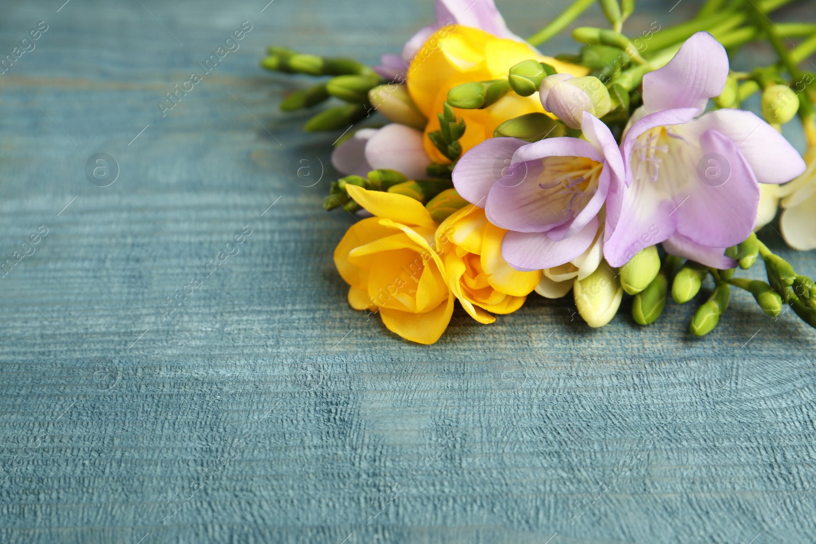 Photo of Beautiful fresh freesia flowers on color background, closeup. Space for text