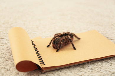 Photo of Striped knee tarantula (Aphonopelma seemanni) on notebook indoors