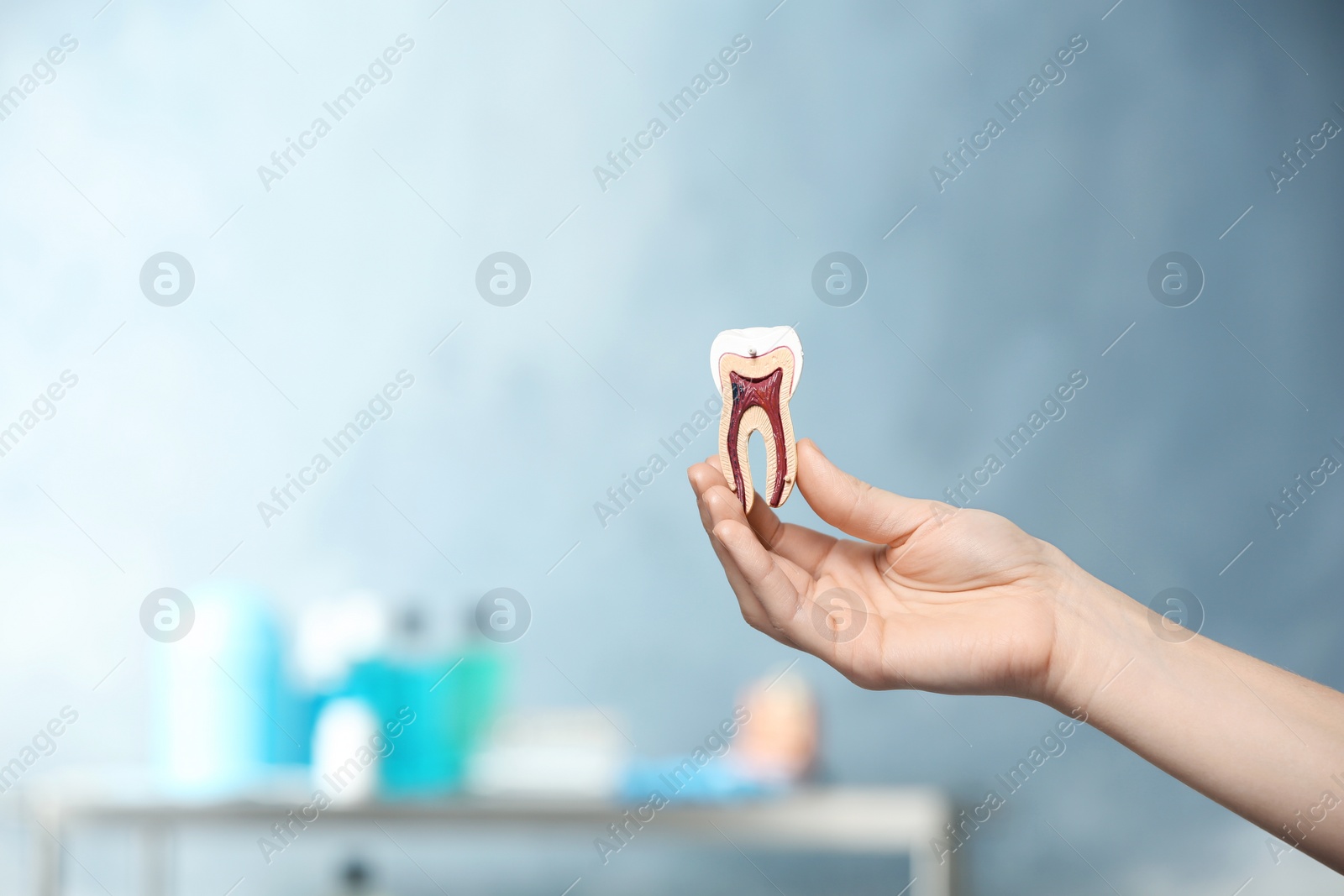 Photo of Dentist holding educational model of tooth on blurred background. Space for text