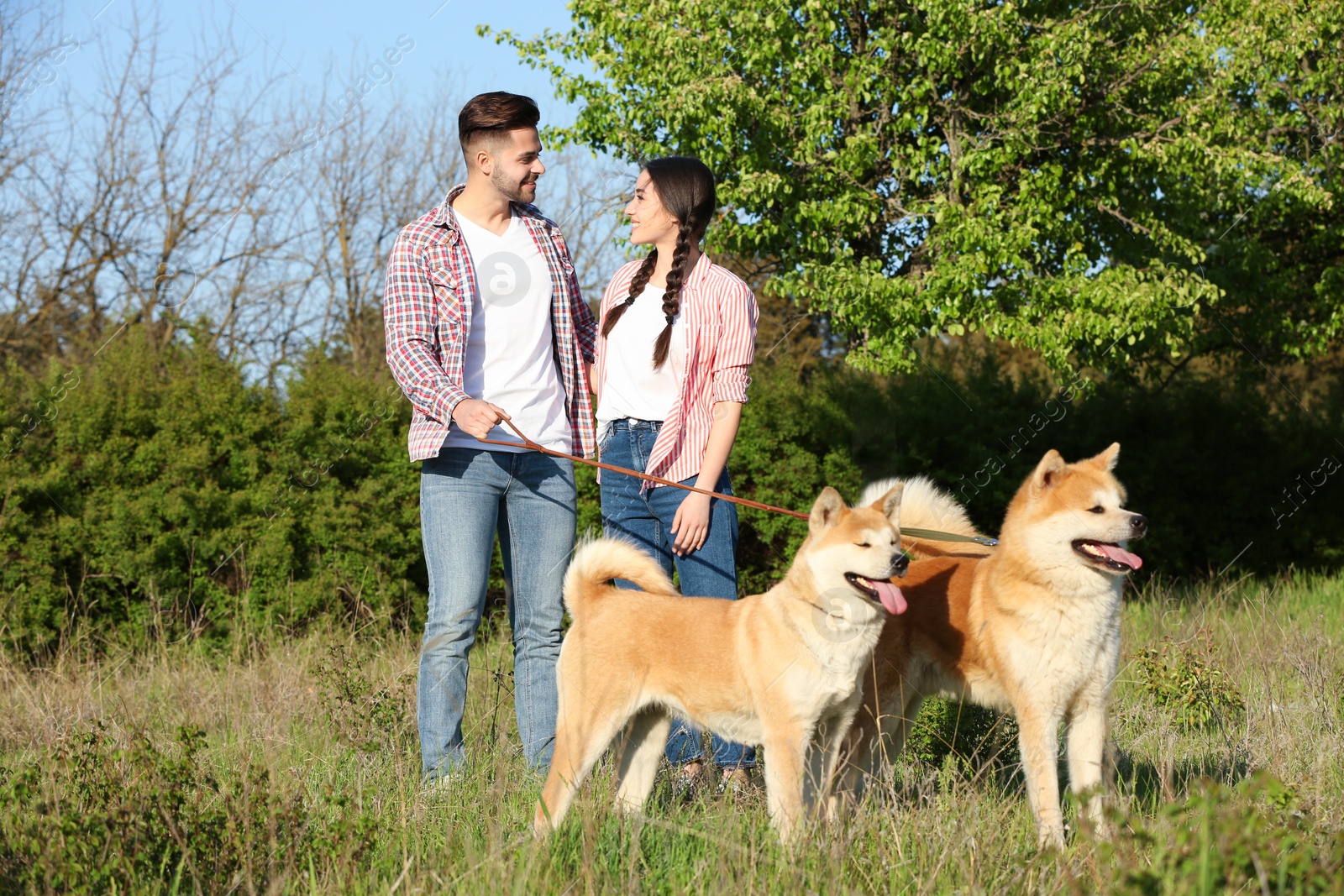 Photo of Owners walking their adorable Akita Inu dogs in park