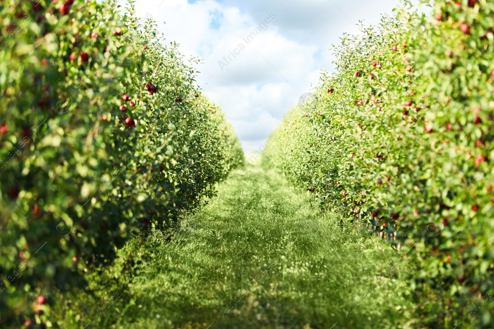 Photo of Beautiful view of apple orchard row on sunny day