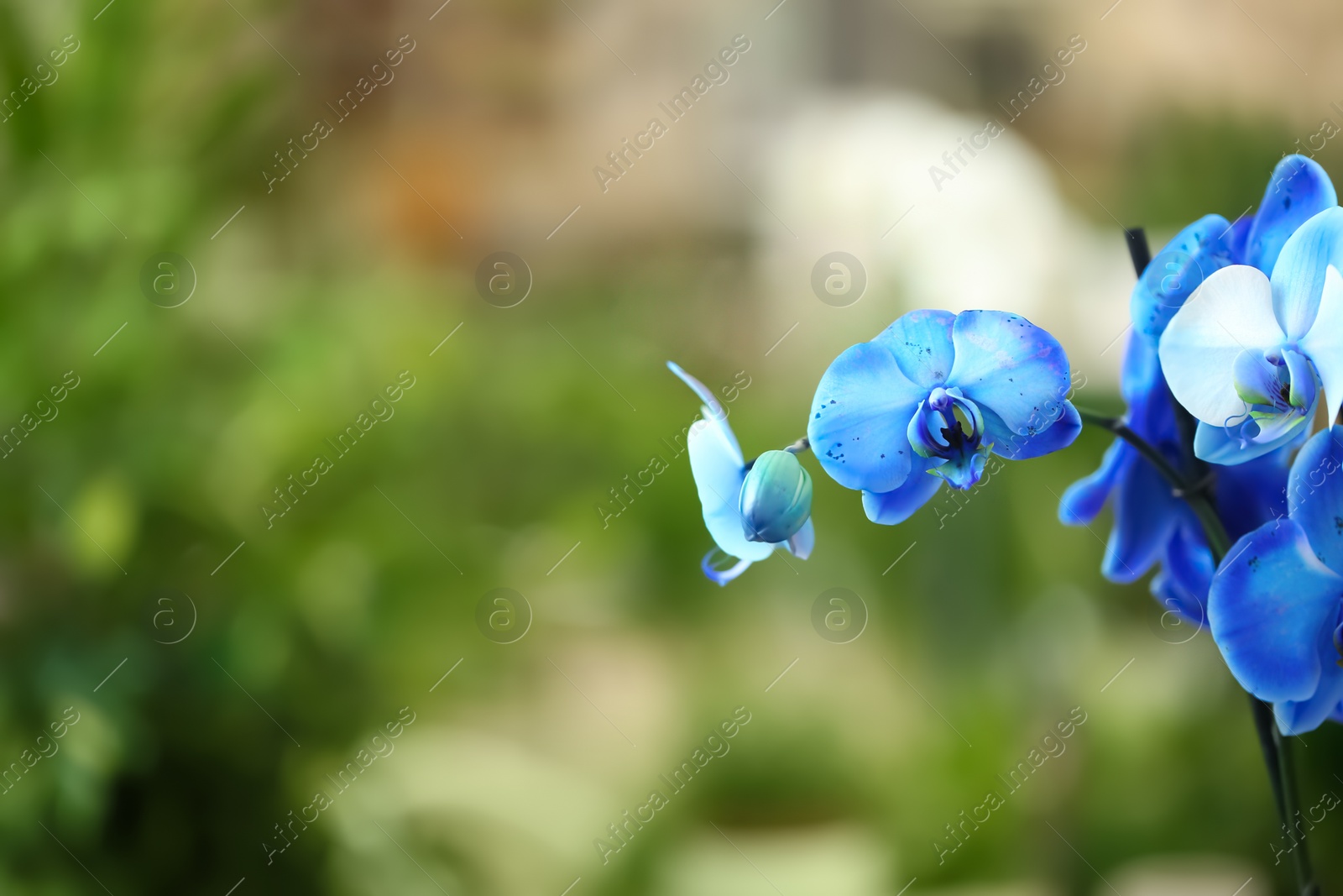 Photo of Beautiful blue orchid flowers on blurred background. Tropical plant