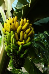 Photo of Delicious bananas growing on tree outdoors, bottom view