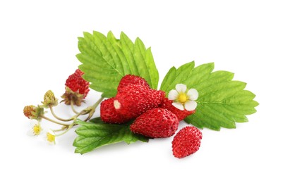 Photo of Wild strawberries, green leaves and flower isolated on white