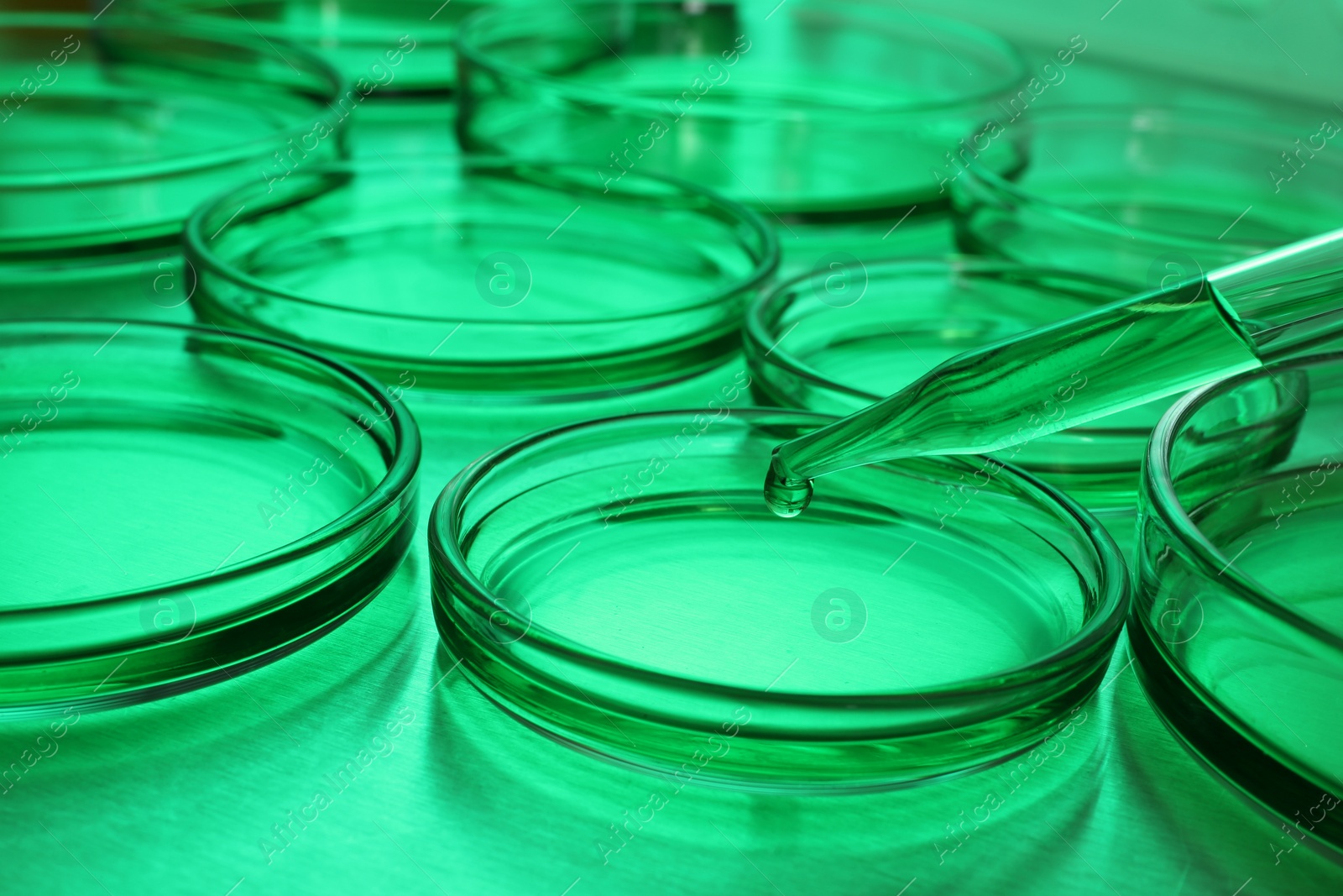 Photo of Dripping liquid into Petri dish with sample on table, toned in green