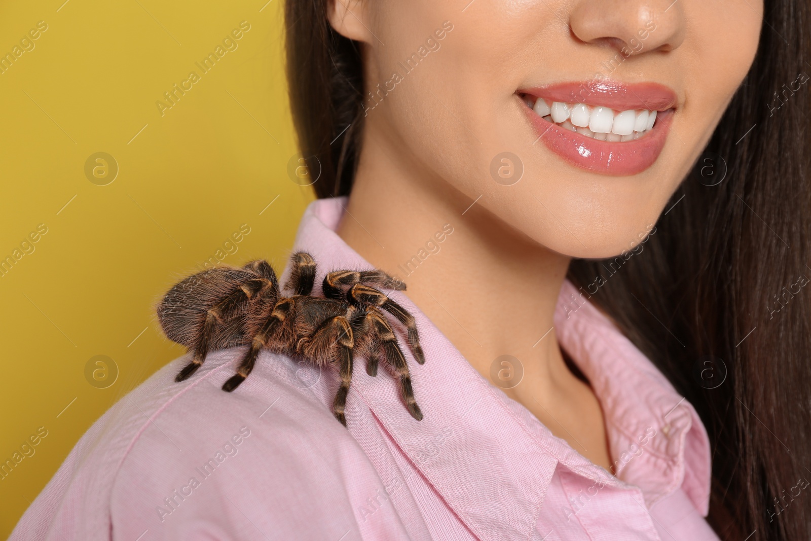 Photo of Woman with striped knee tarantula on yellow background, closeup. Exotic pet