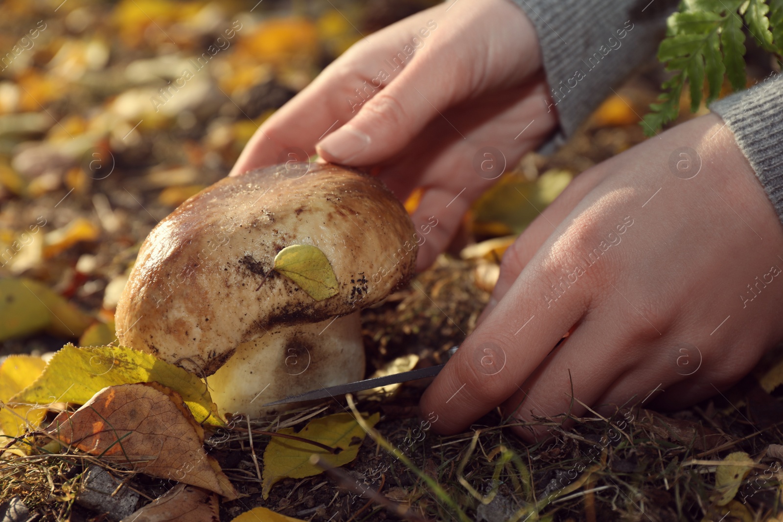 Photo of Woman with knife cutting fresh wild mushroom in forest, closeup