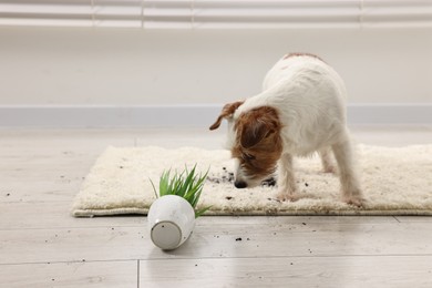 Photo of Cute dog near overturned houseplant on rug indoors. Space for text