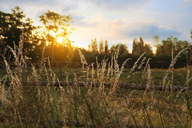 Beautiful view of meadow plants outdoors in morning