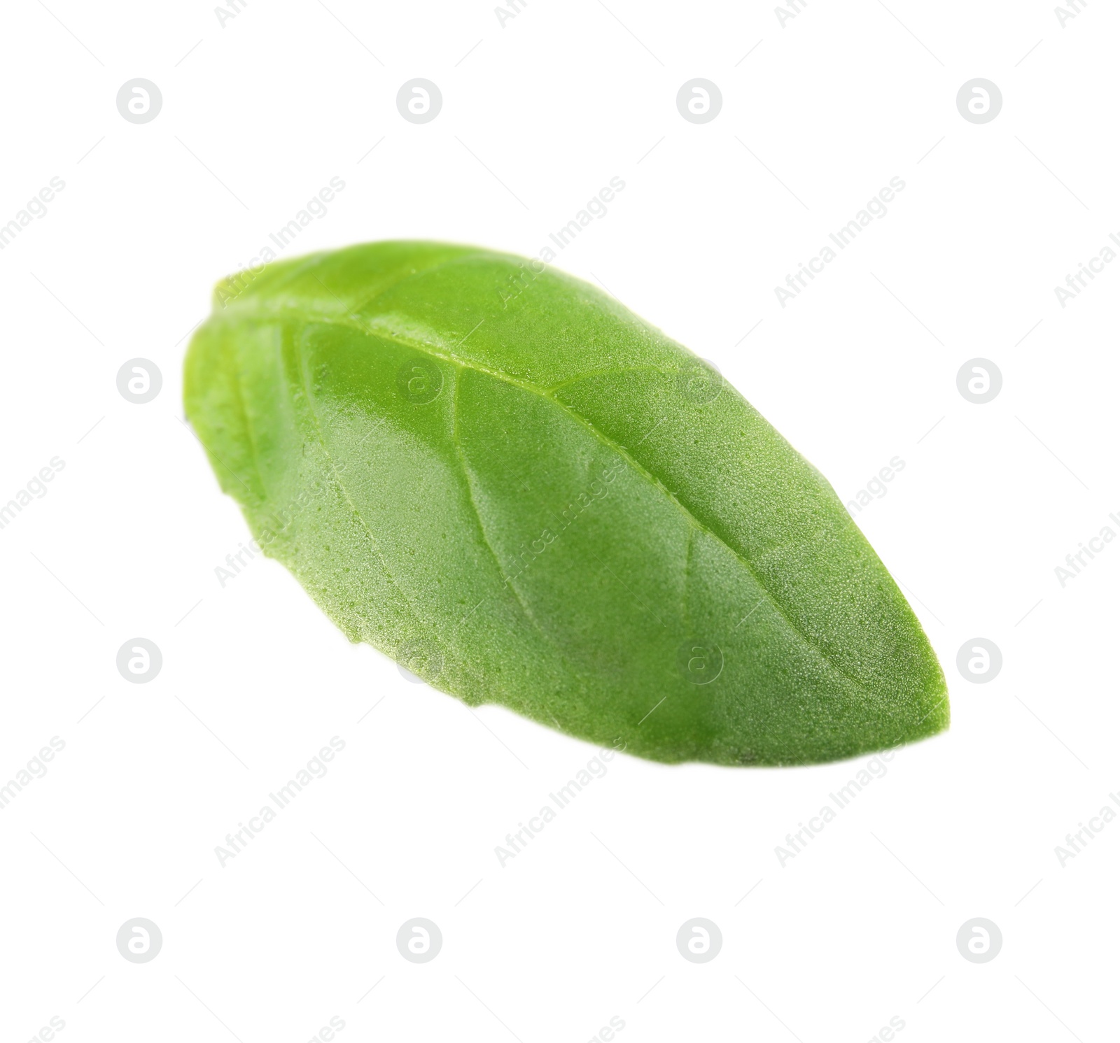 Photo of Fresh green basil leaf on white background