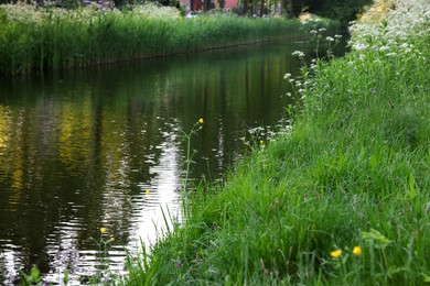 Beautiful view of channel with green reeds outdoors