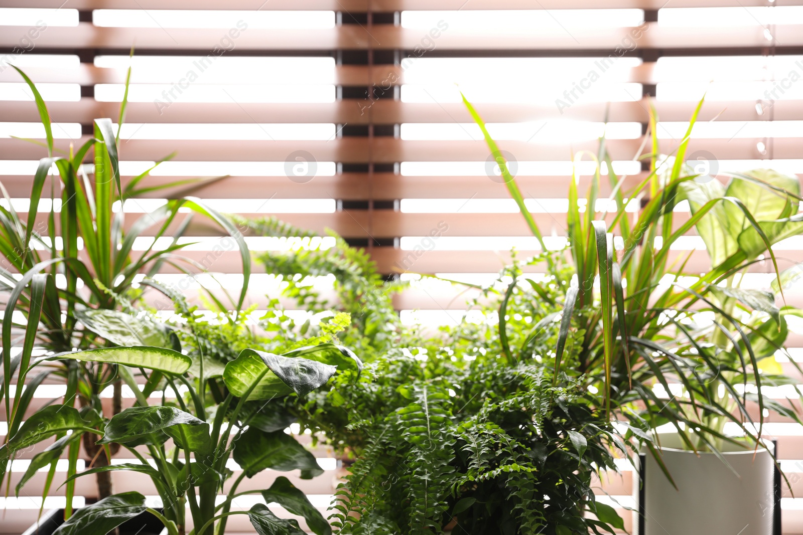 Photo of Beautiful plants near window at home on sunny day