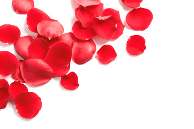 Photo of Fresh red rose petals on white background, top view