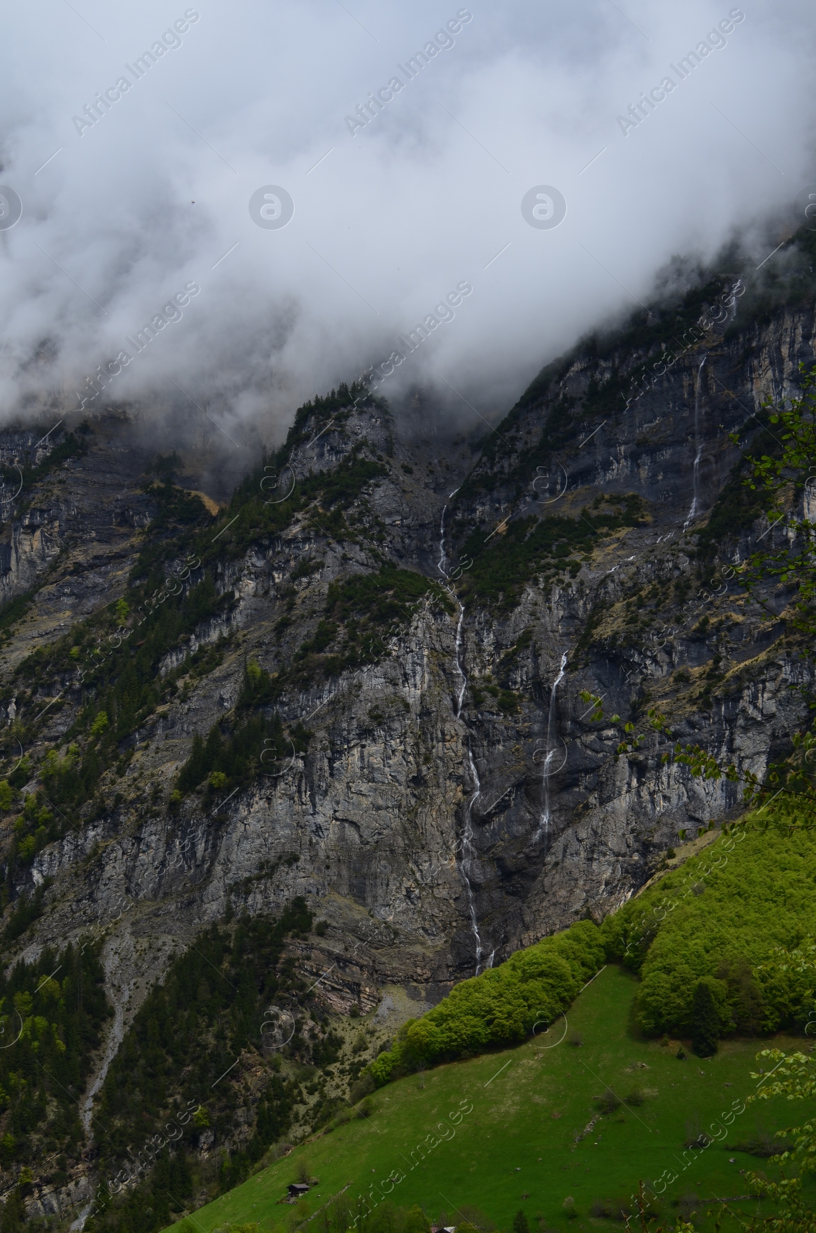 Photo of View of green trees in mountains covered with fog