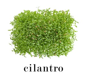 Image of Fresh organic microgreen on white background, top view