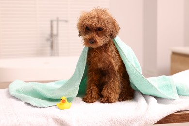 Photo of Cute Maltipoo dog wrapped in towel and rubber duck in bathroom. Lovely pet