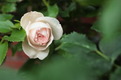 Photo of Beautiful rose bud on bush outdoors, closeup. Space for text