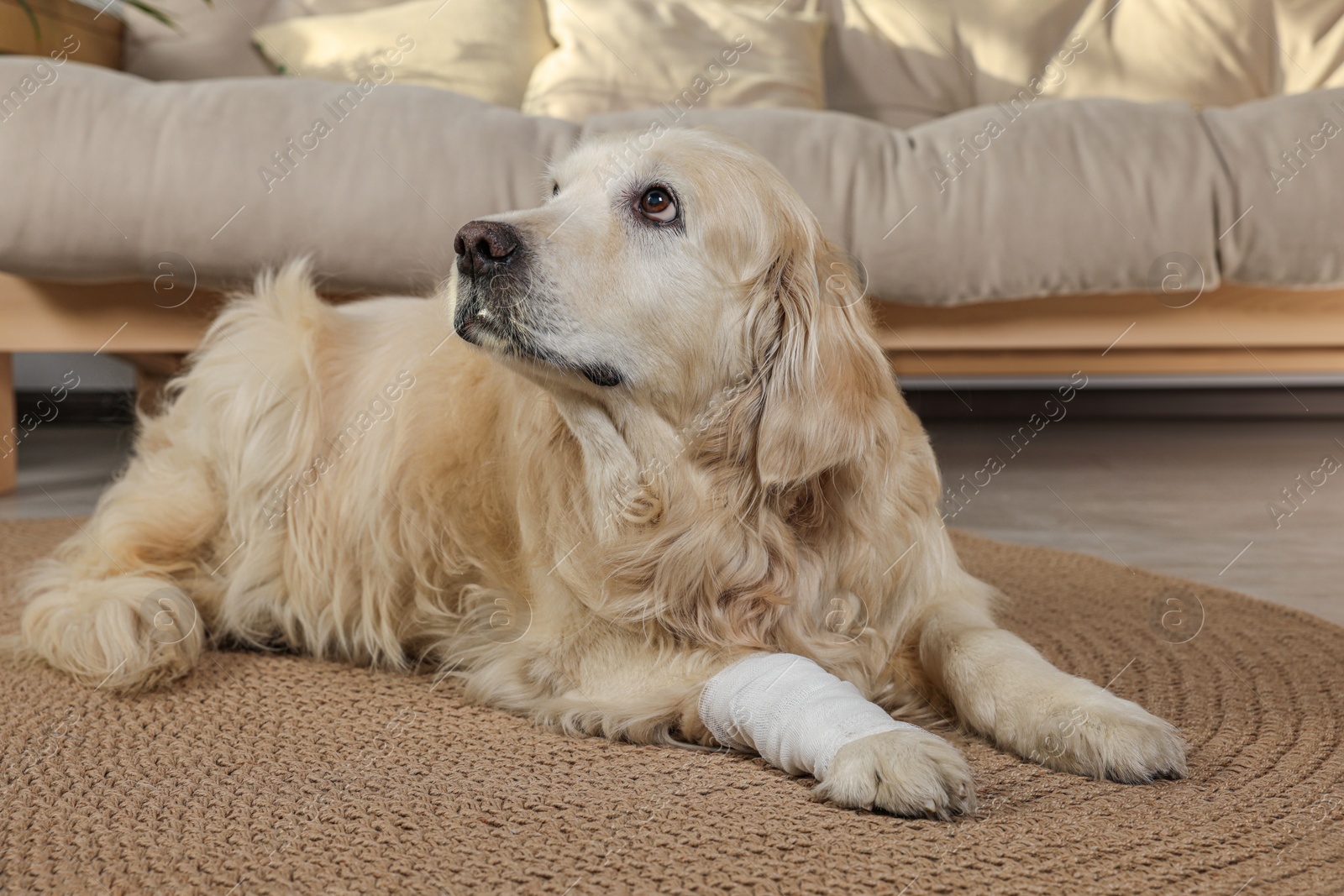 Photo of Cute golden retriever with bandage on paw at home