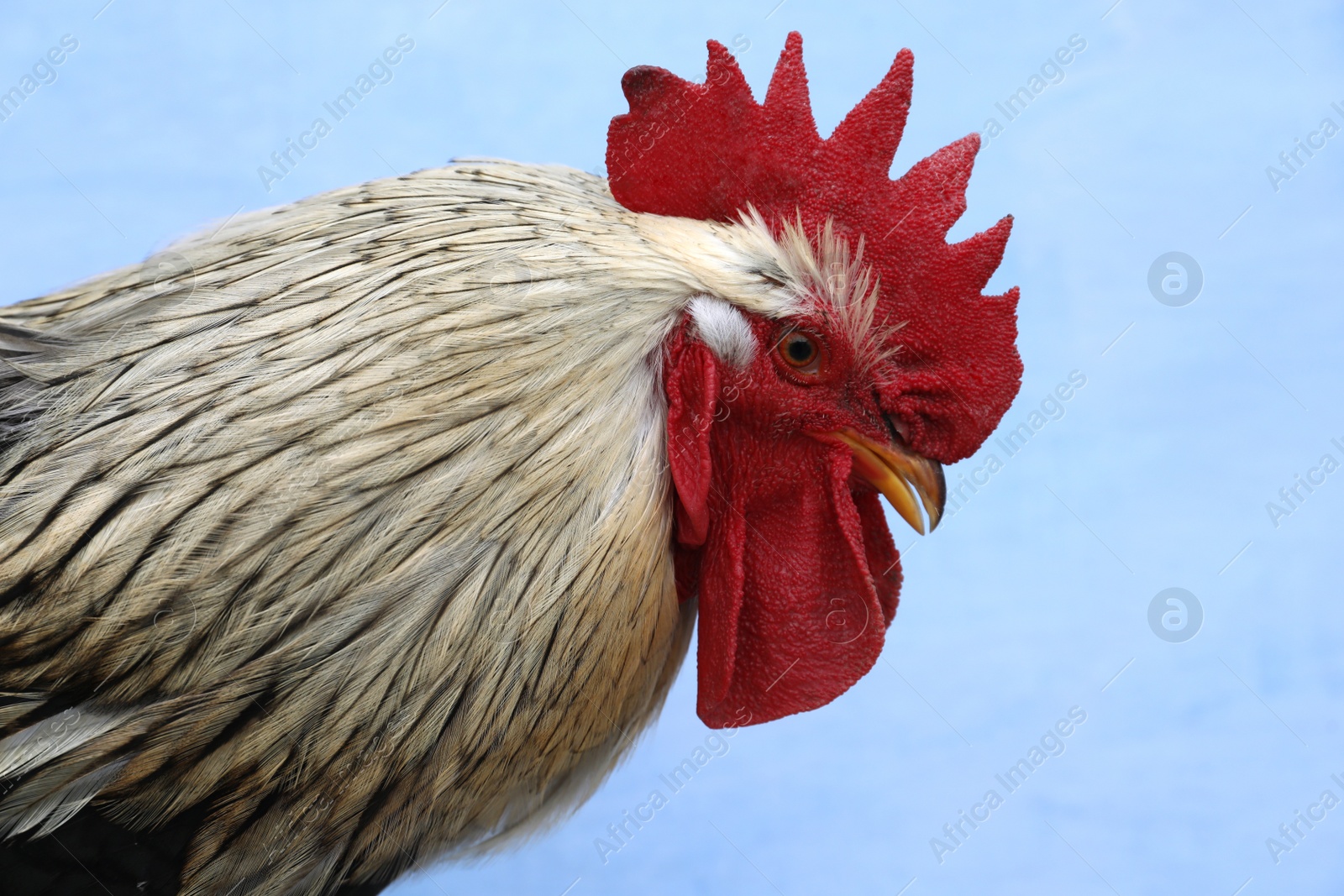 Photo of Big beautiful rooster on blue background. Domestic animal