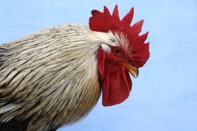 Big beautiful rooster on blue background. Domestic animal