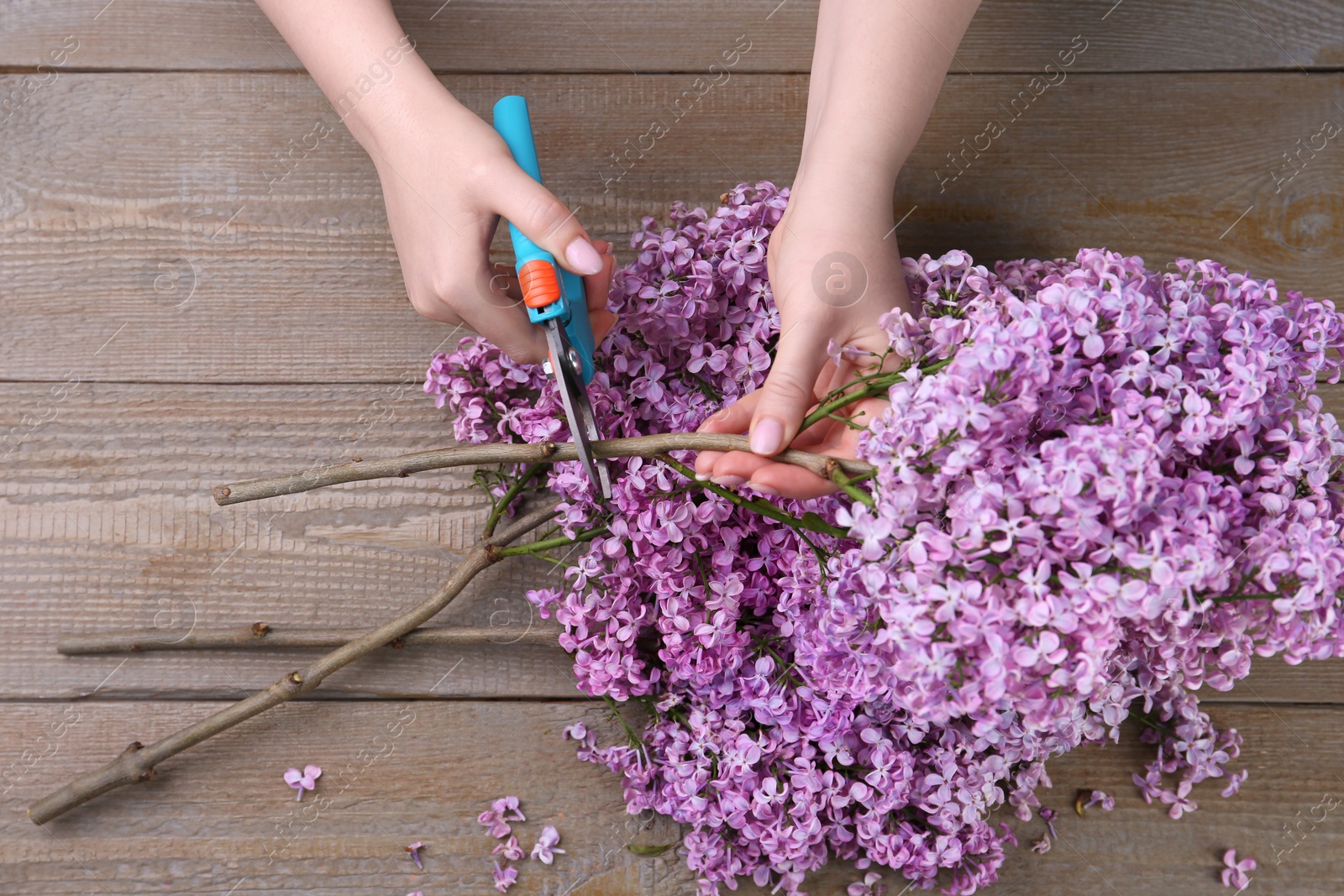 Photo of Woman trimming lilac branches with secateurs at wooden table, top view