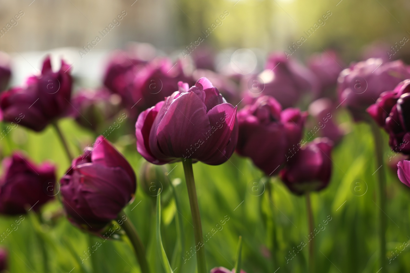 Photo of Beautiful colorful tulips growing in flower bed, closeup