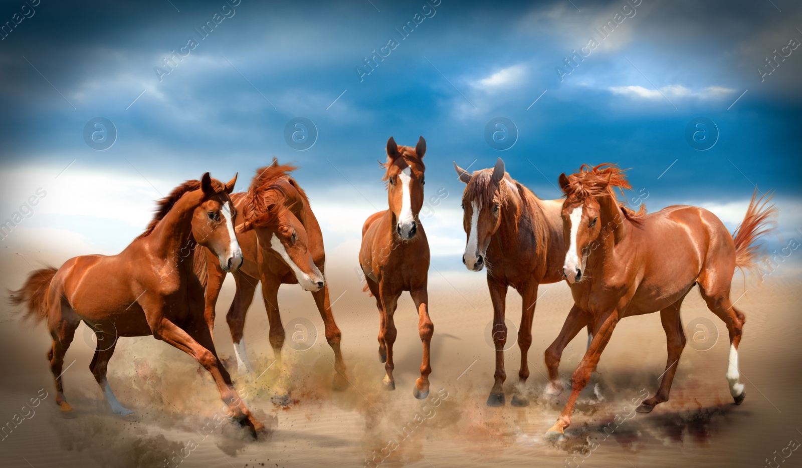 Image of Beautiful horses kicking up dust while running through desert