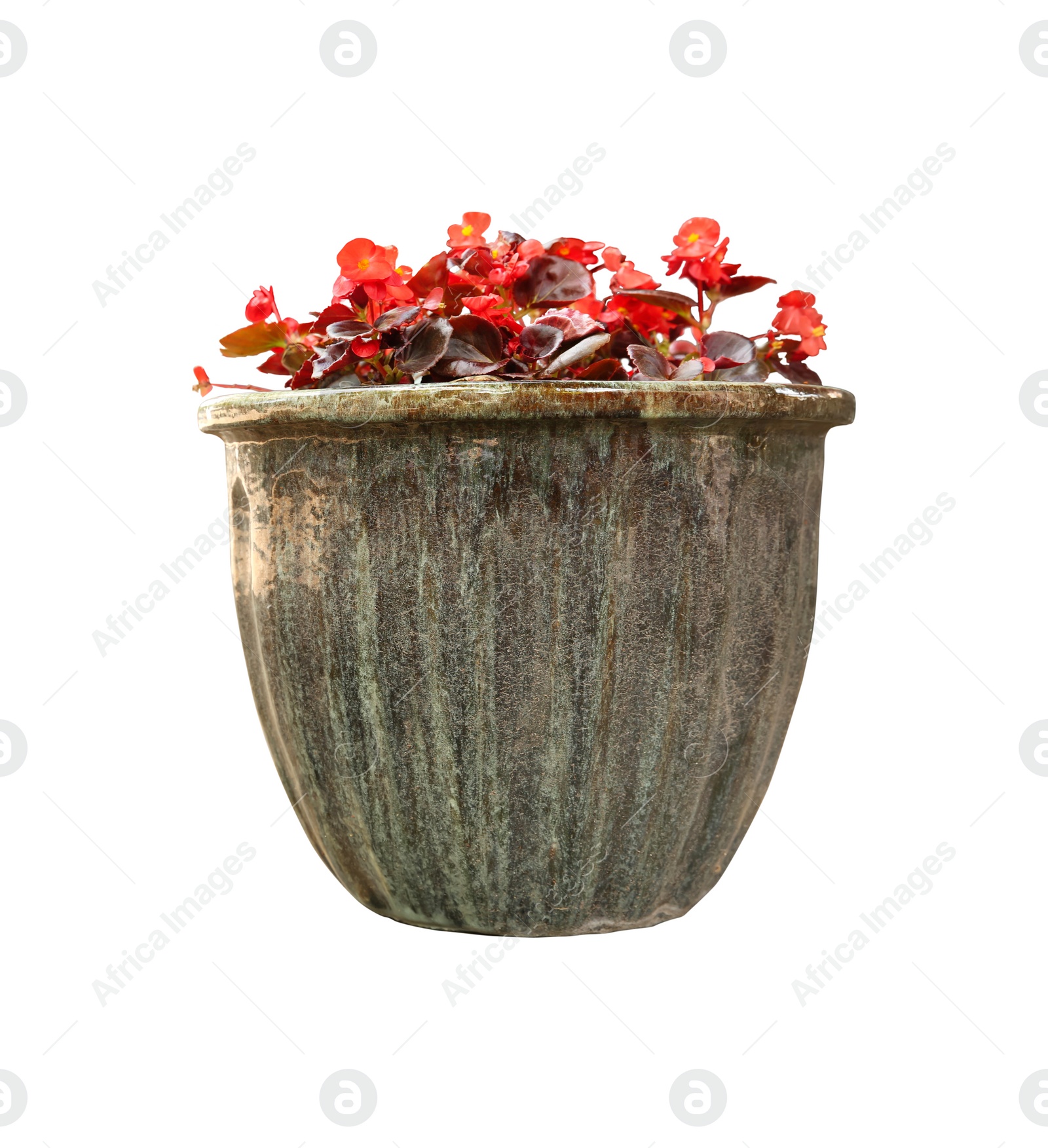 Image of Beautiful red flowers in pot on white background 