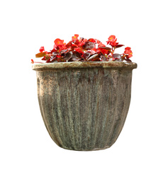 Beautiful red flowers in pot on white background 