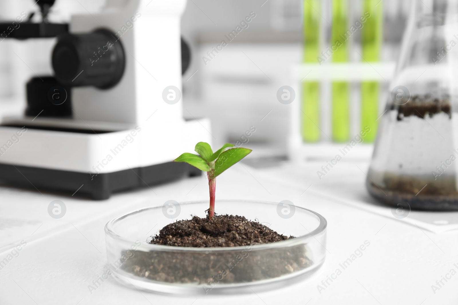 Photo of Petri dish with soil and sprouted plant on white table. Biological chemistry