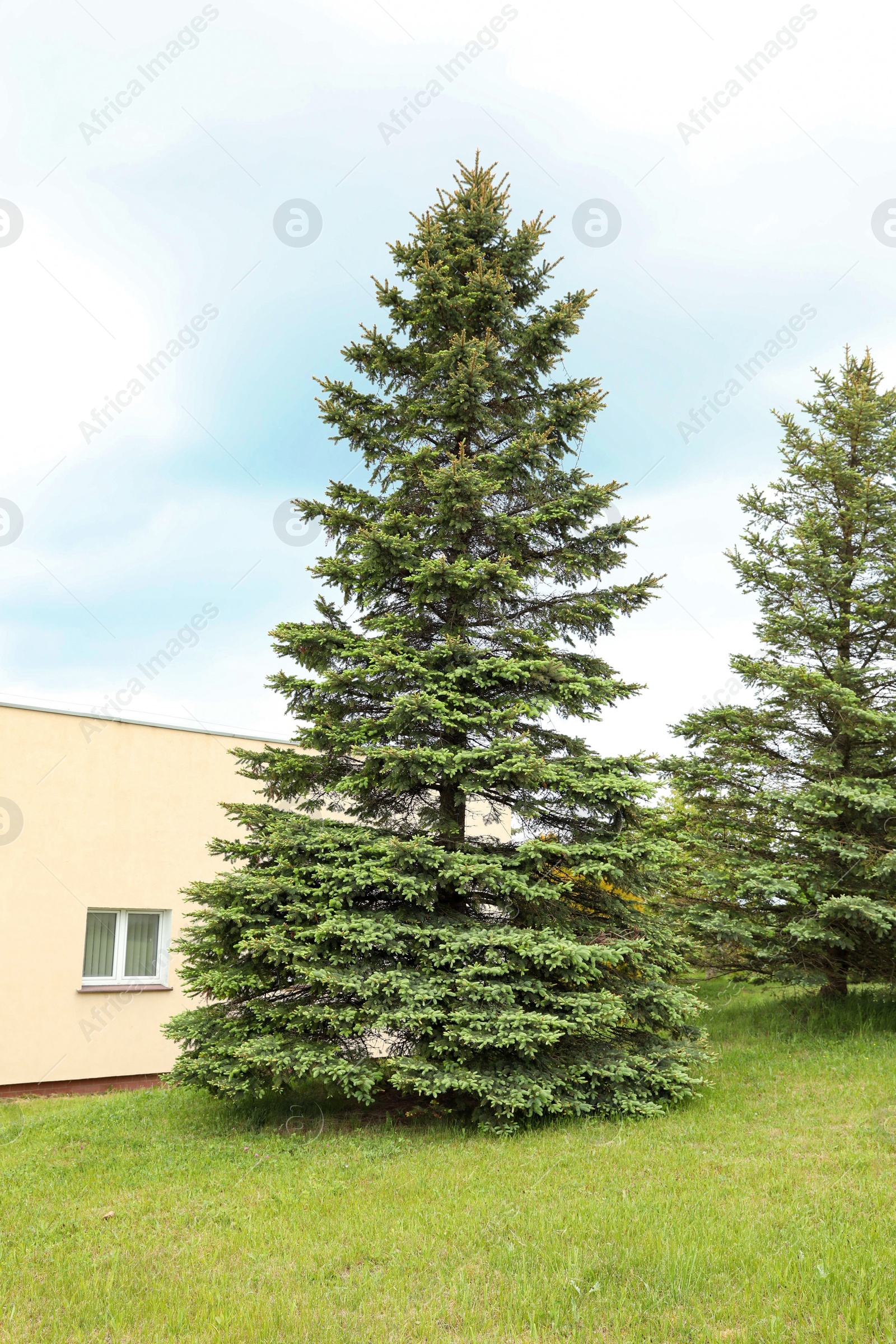 Photo of Beautiful fir tree growing in the garden on sunny day