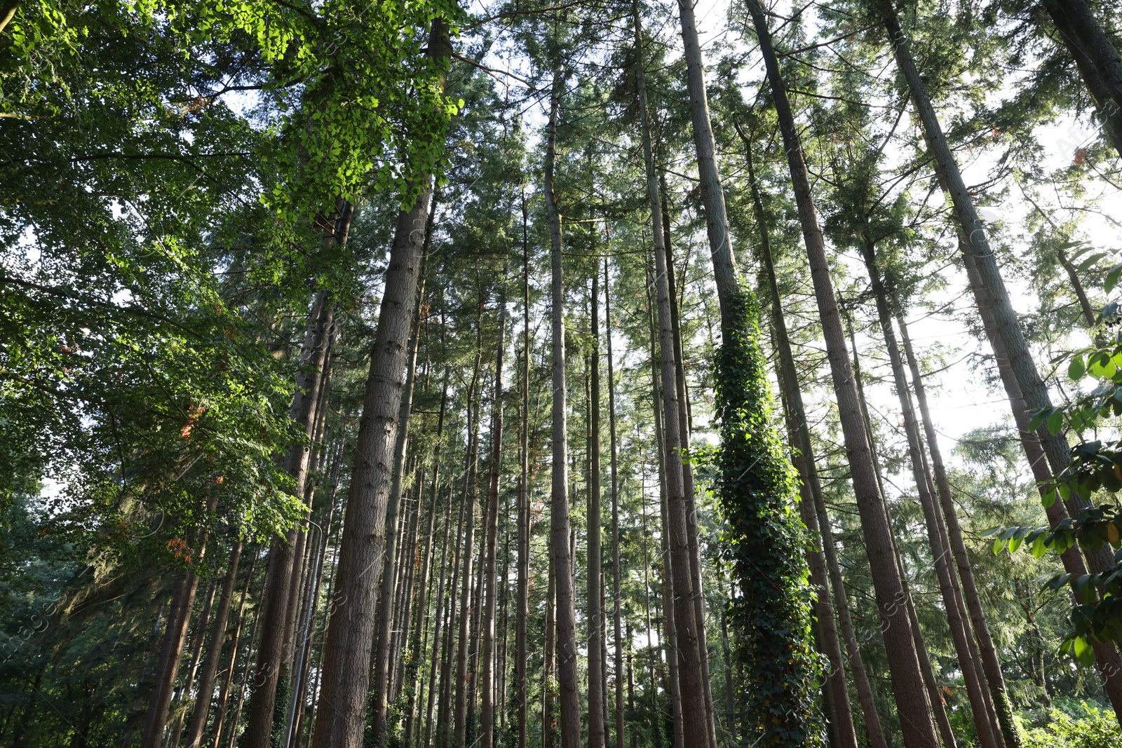 Photo of Beautiful view of green trees in forest