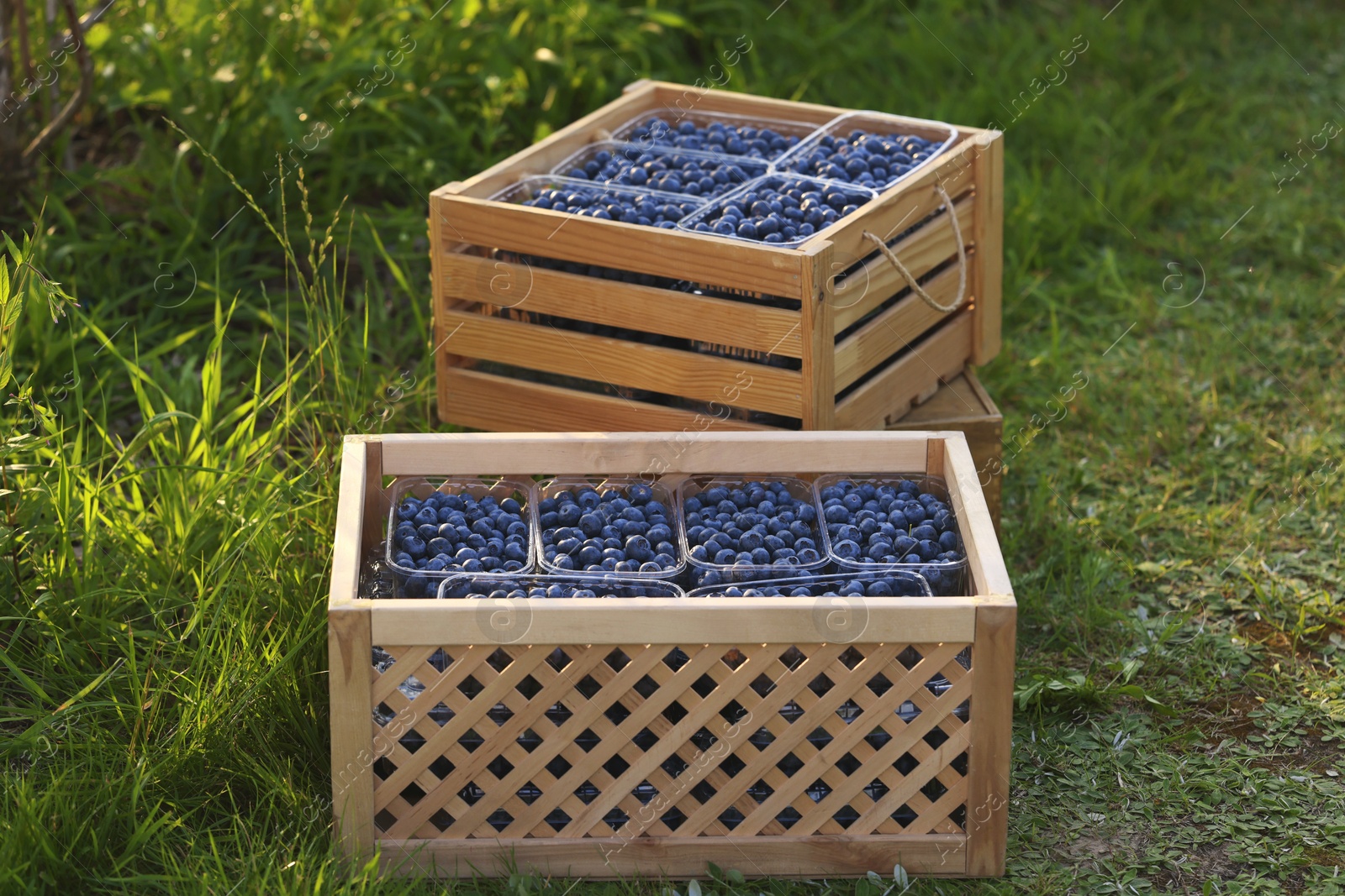 Photo of Boxes of fresh blueberries on green grass outdoors. Seasonal berries