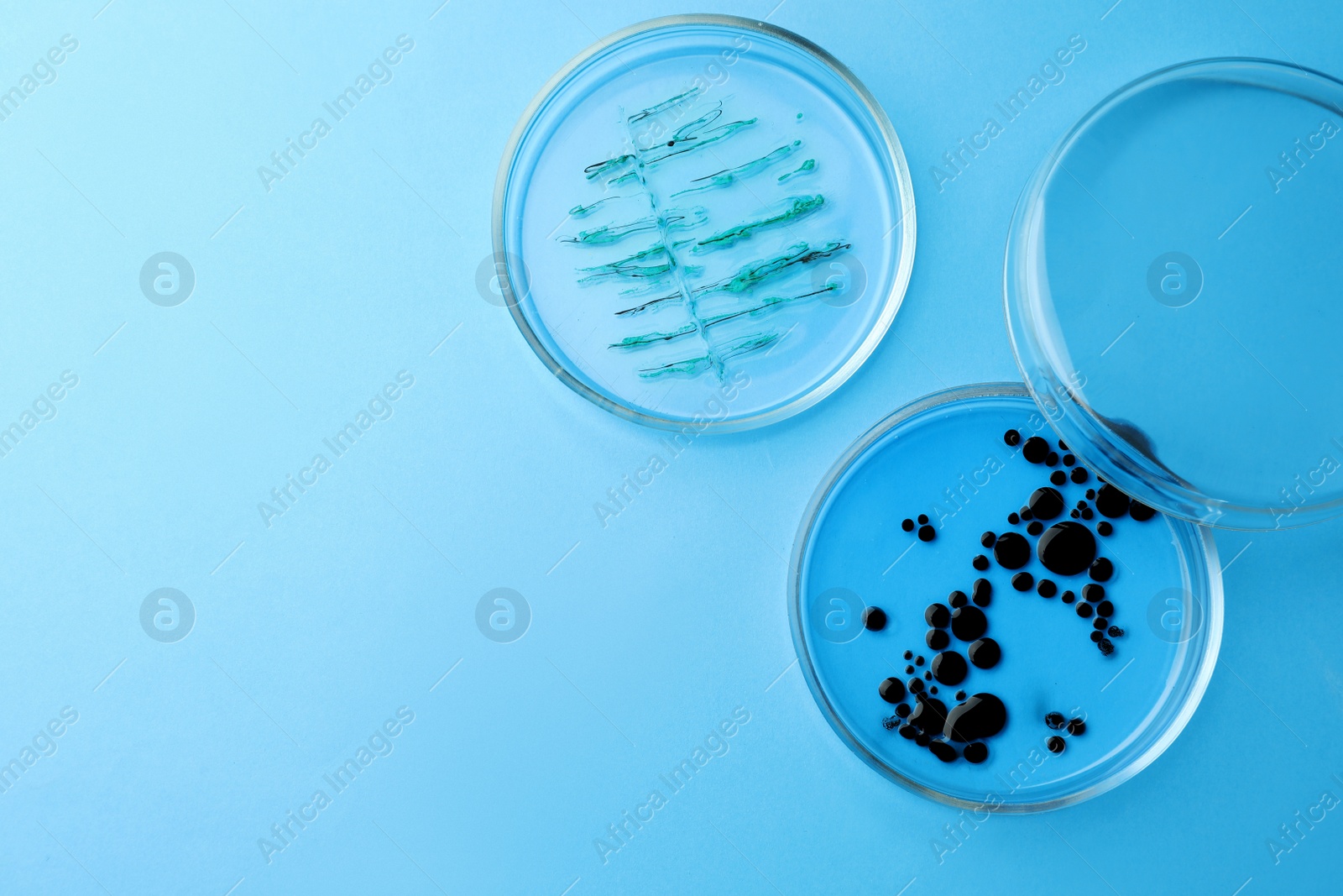 Photo of Petri dishes with different bacteria colonies on light blue background, flat lay. Space for text